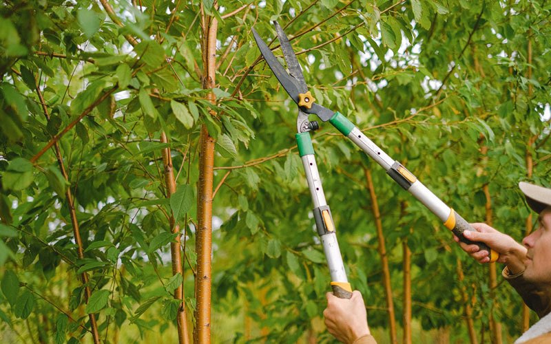 Tree trimming in Vanderbilt, PA